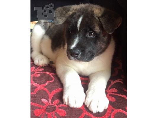 Akita κουτάβι kc reg